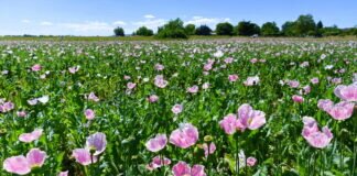Der Schlafmohn in Holzheim blüht wieder