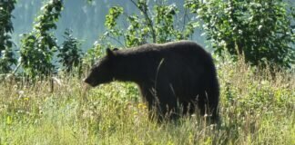 Abenteuer Kanadas Wildnis Ein neugieriger Schwarzbär