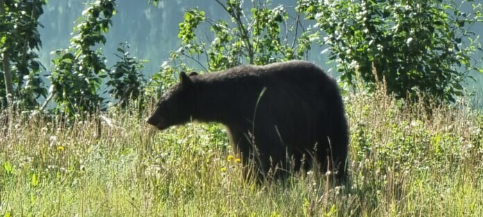20220629_092522 Ein neugieriger Schwarzbär