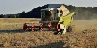 Getreideernte in heimischer Region in vollem Gange.