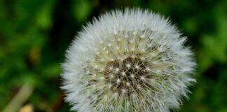 Löwenzahnsamen Pusteblume.