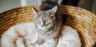 Kleine, schüchterne FUSSILI