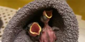 Erste Hilfe beim Vogelküken!!!