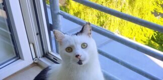 Kater in Not!
