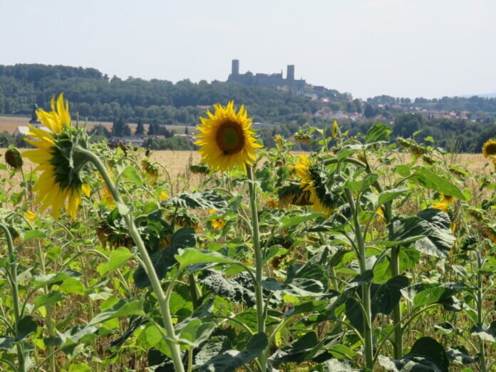 IMG_5345 Münzenberg Sonnenblumen Burg Viele Angebote in der Region Mittelhessen vom 1. September bis 31. August 2022. September