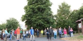 Fledermausbeobachtungen am Naturwald Langd