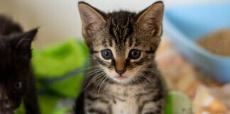 Unsere KATZENKINDER