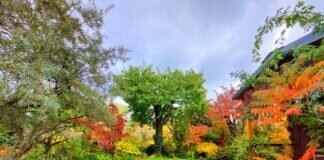 Offene Gartenpforte am 16.Oktober 2022 – Der Parkgarten am See hatte geöffnet