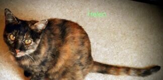 Darf ich mich vorstellen- ich bin Helen! Zuhause gefunden!