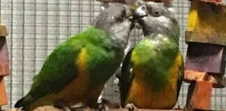 COCO und KIWI
