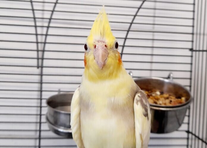 Frieda