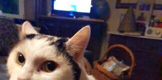 Nofall- Notfall- Notfall! Die Katzenomi hat ein “Für immer Zuhause” gefunden!