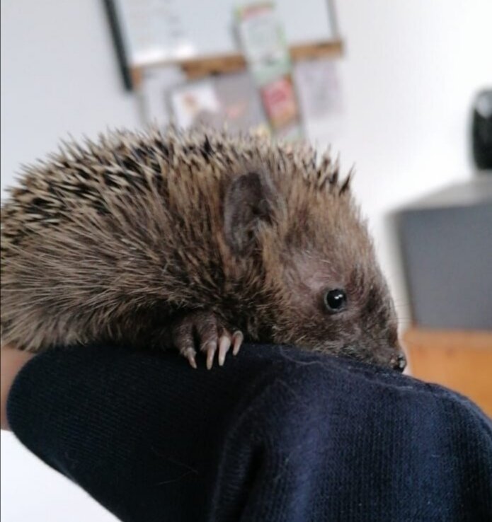 IGEL