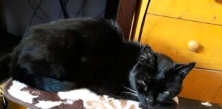 Wer kennt diesen Kater?