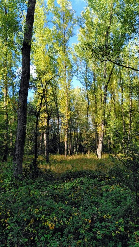 Karpatenwälder im Herbstlicht entlang des Butterwegs