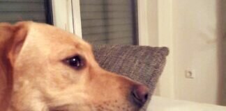 Labrador sucht neuen Wirkungskreis!