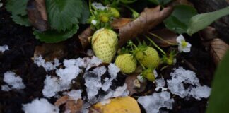 Kürbis * Taube * Erdbeeren * Feldsalat * Krippenstall.