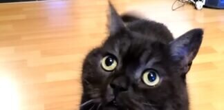 Kater sucht neuen Wirkungskreis. Zuhause gefunden!
