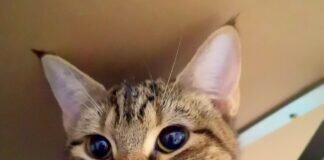 Zwei Katzen möchten Ihr Herz erobern!