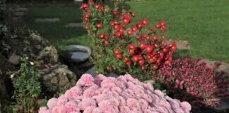 Sommer Blüher erlebten im Herbst den zweiten Frühling
