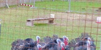 Leserfotos – tierisch schön !