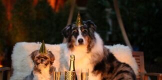 Vorbereitung auf Silvester