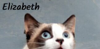 Schmusekatzen sind auf der Suche nach lieben Meschen! Alle Miezen haben ein Zuhause gefunden.