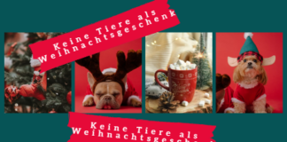 Keine Tiere als Weihnachtsgeschenk