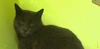 Katzenschönheit Blue! Blue zieht nach Frankfurt! Danke für die Adoption!