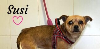 Kleine Hundeoma Susi! Unser Ömchen hat ein Zuhause gefunden!