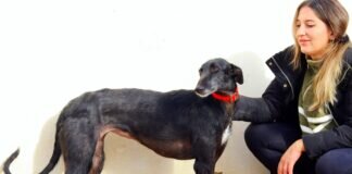 Einmal Galgo- immer Galgo! Zuhause gefunden!