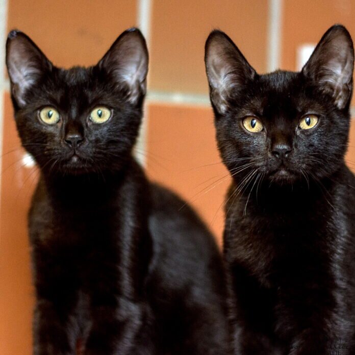 Moosh-und-jiji