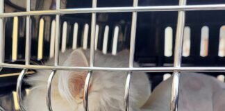 Kater Tommy- ein Elendsbündel! Wunderschönes Zuhause in Cottbus gefunden! Jetzt wird Tommy verwöhnt!