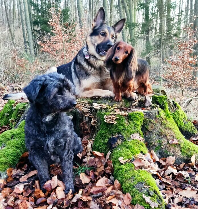 Bild alle 3