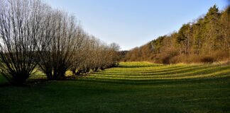 Sehnsucht nach Frühling – Vorboten des Frühlings sind unterwegs.
