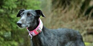 Galgos- Lieblingsmotiv vieler Fotografen! Alle Galgos in unseren Händen haben ein tolles Zuhause gefunden!