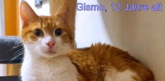 Wo ist Kater Gismo?