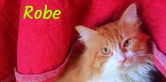 Der große Maine Coon Kater Robe mit einem kleinen “Hasenherz”!