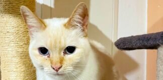 Katzen im Doppelpack bedeuten doppeltes Glück!