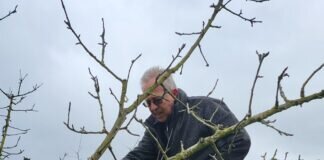 Obstbäume und Gärten in Frühlingslaune