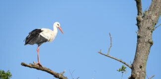 Nest- und Eirekorde der heimischen Vogelwelt