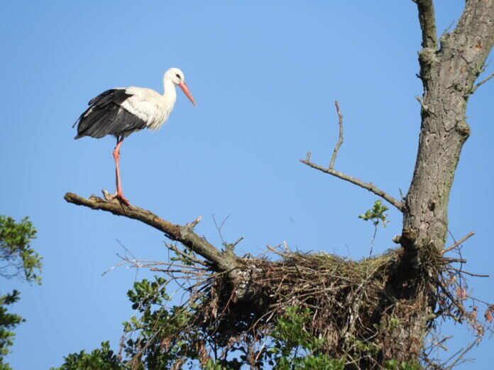 Storch Baumbrut