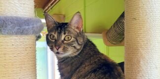 Der “Schmusestar” im Katzenzimmer! Zuhause gefunden!