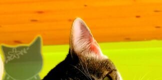 Sol, der Sonnenschein im Katzenzimmer! Zuhause gefunden!
