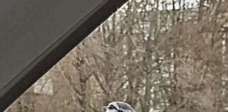 Kommt ein Vogel geflogen..