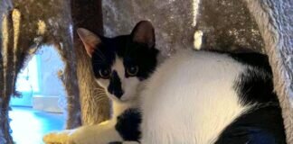 Zwei Katzenmädchen auf der Suche nach netten Menschen!