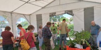 Pflanzenmarkt im Kleingarten