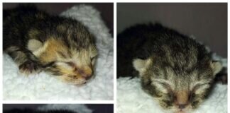 Das Elend der ungewollten Kitten!