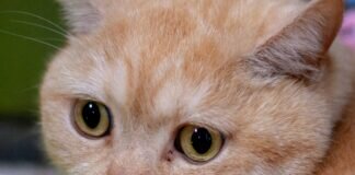 Freundlicher Kater MARTY