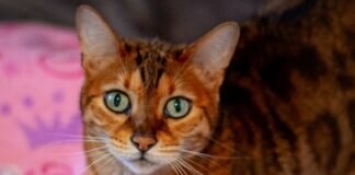 Erfahrene Katzenmenschen gesucht für KUYA